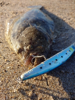 ヒラメの釣果