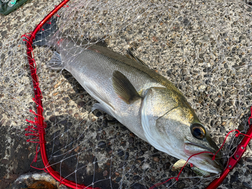 スズキの釣果