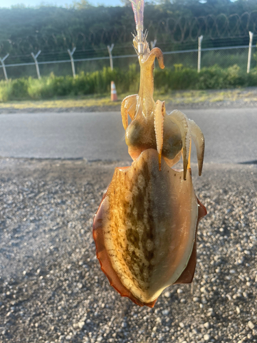 モンゴウイカの釣果