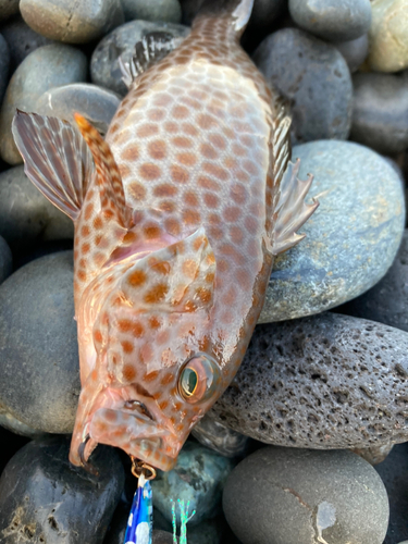 オオモンハタの釣果