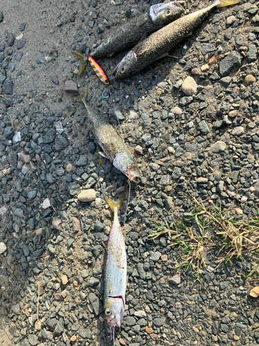 サバの釣果