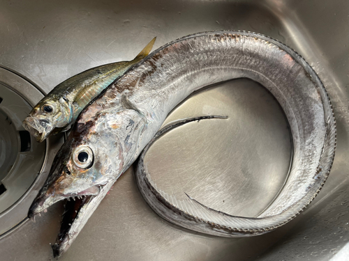 タチウオの釣果