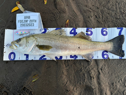 シーバスの釣果