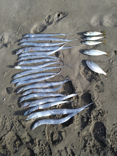 タチウオの釣果