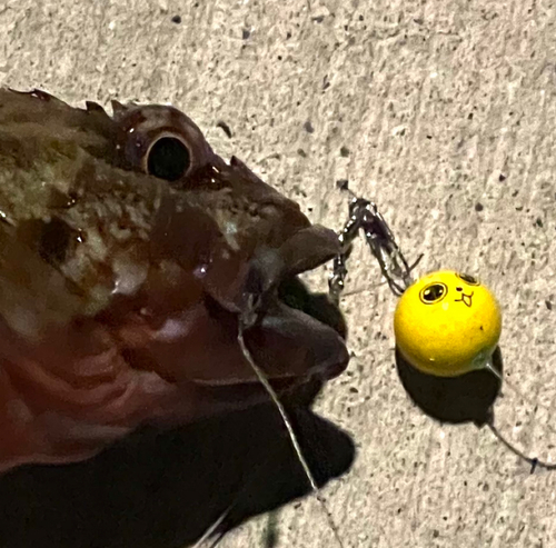 カサゴの釣果