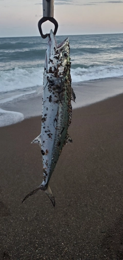 サゴシの釣果