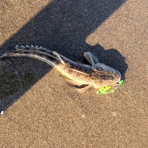 マゴチの釣果