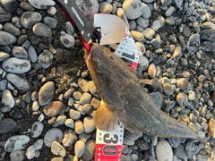 マゴチの釣果