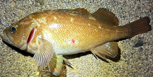 エゾメバルの釣果