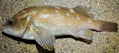 エゾメバルの釣果