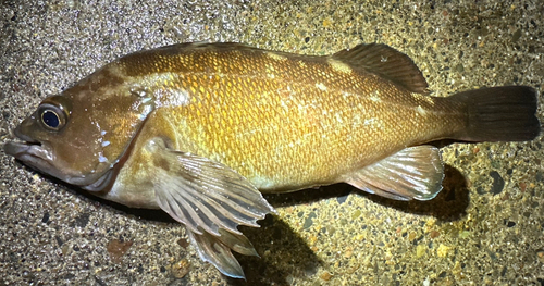 エゾメバルの釣果