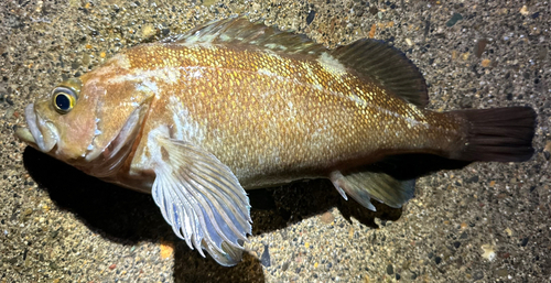 エゾメバルの釣果