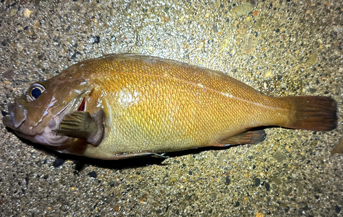 エゾメバルの釣果