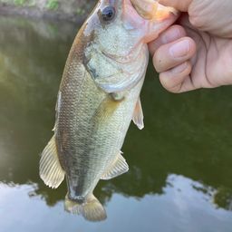 ラージマウスバス