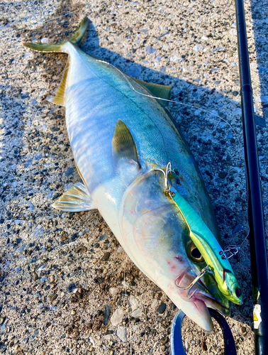 ワカシの釣果