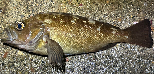 エゾメバルの釣果