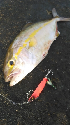 ショゴの釣果