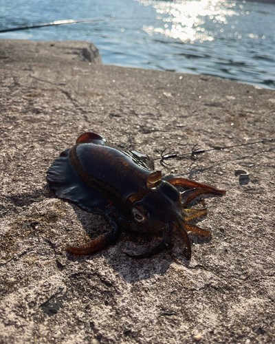 アオリイカの釣果