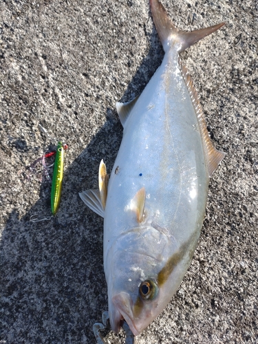 ショゴの釣果