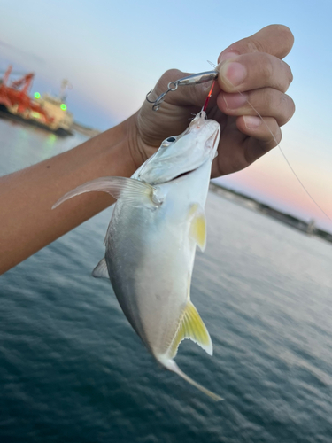 メッキの釣果