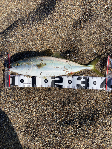 イナダの釣果