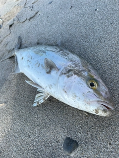 ショゴの釣果