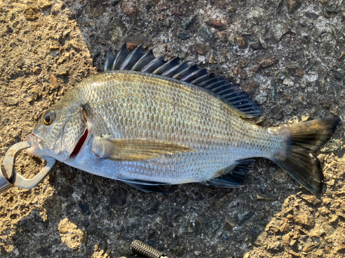 チヌの釣果