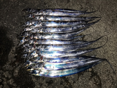 タチウオの釣果