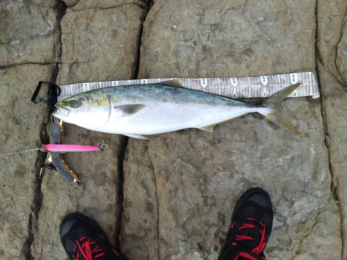 ブリの釣果