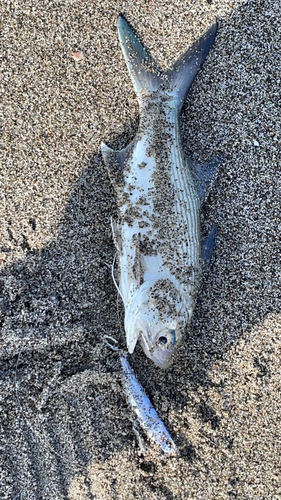 シタビラメの釣果