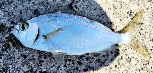 シログチの釣果