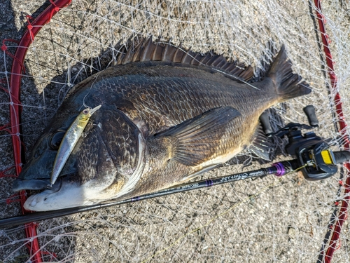 チヌの釣果