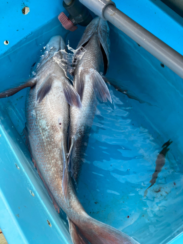 タイの釣果