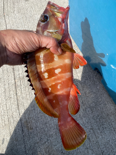 アカハタの釣果