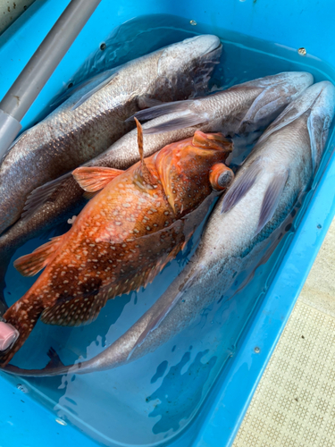 ウッカリカサゴの釣果