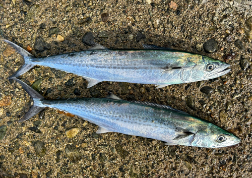 サゴシの釣果