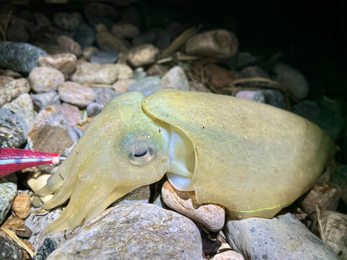 コウイカの釣果