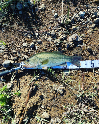 ブラックバスの釣果