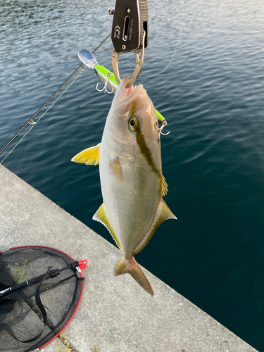 ショゴの釣果