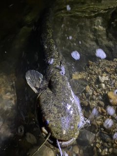 マナマズの釣果