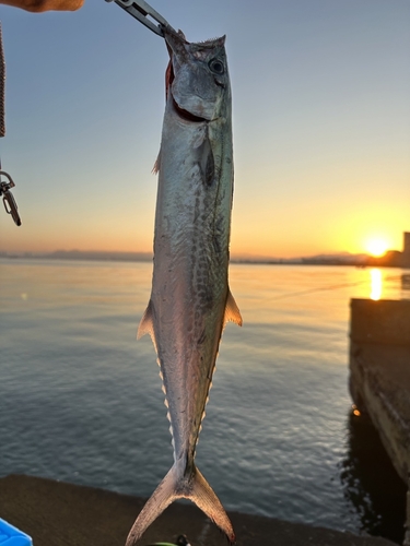 サゴシの釣果