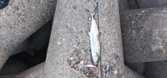 サゴシの釣果