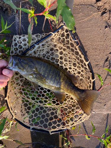 スモールマウスバスの釣果