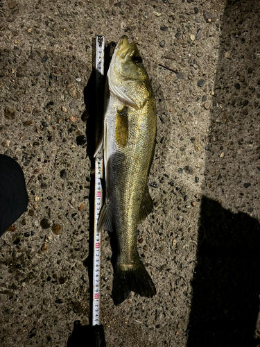 シーバスの釣果