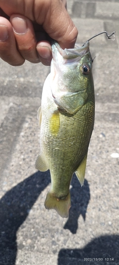 ブラックバスの釣果