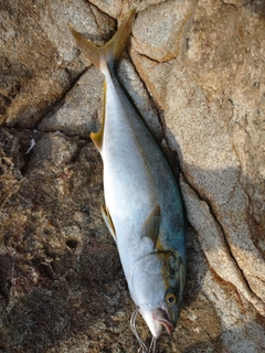 ヒラマサの釣果