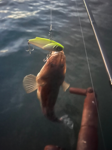 マゴチの釣果