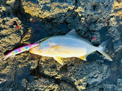 シオの釣果