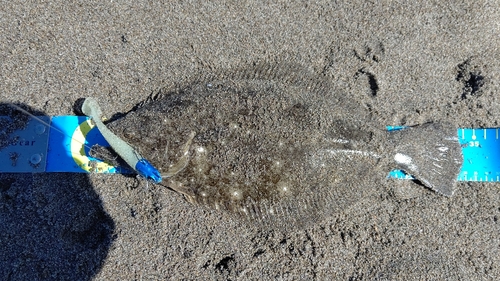 ヒラメの釣果