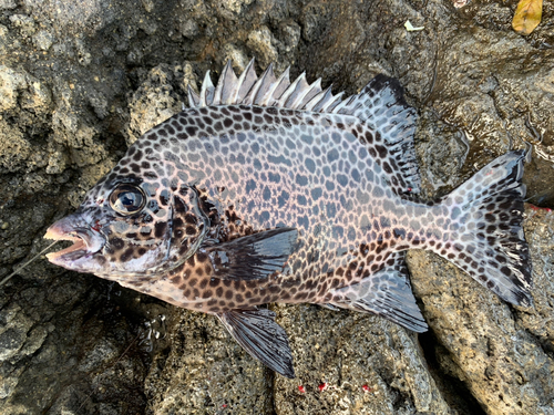 イシガキダイの釣果